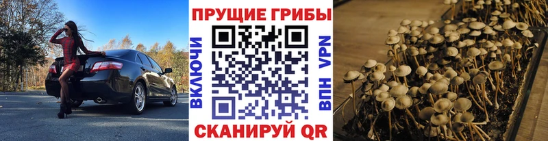 Псилоцибиновые грибы GOLDEN TEACHER  магазин продажи наркотиков  Александровск-Сахалинский 